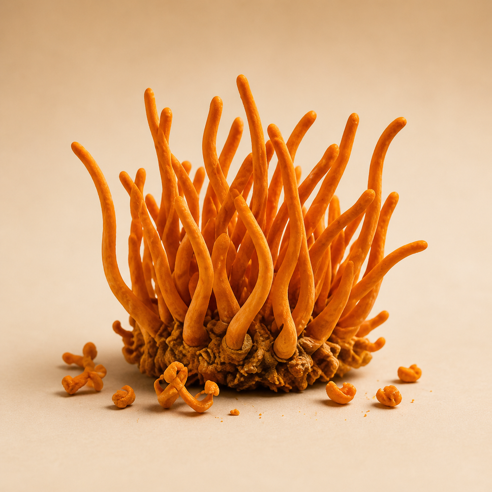 Cordyceps
